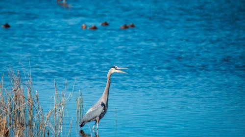 Birds use the Farmington Bay Area as one of several migratory areas for birds at the Great Salt Lake on Feb. 2, 2022. (Carter Williams/KSL)